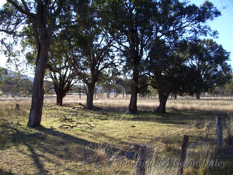 Eucalypts, Yarrowyck  IMGP9777.JPG